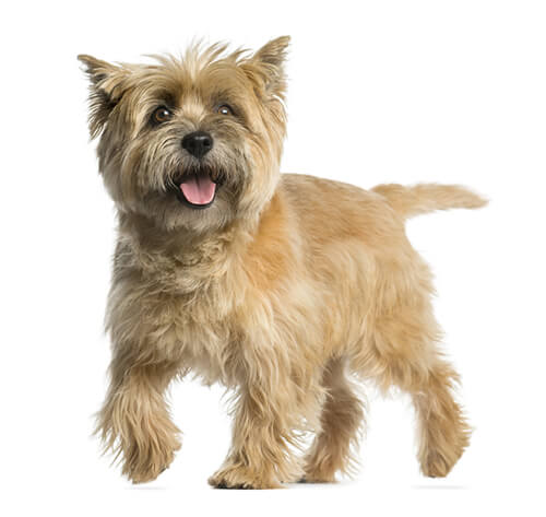 Cairn discount terrier kennels